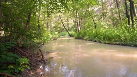 White water river in forest Stock Footage 92877636