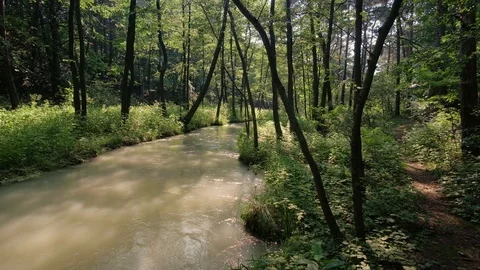 White water river in forest Stock Footage 92877648