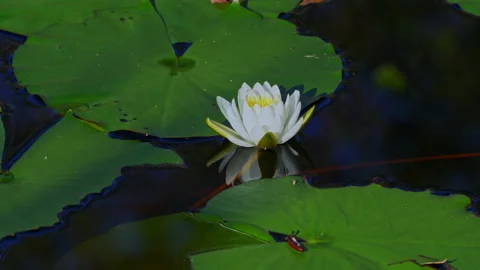 White Waterlily Video stock 228711095