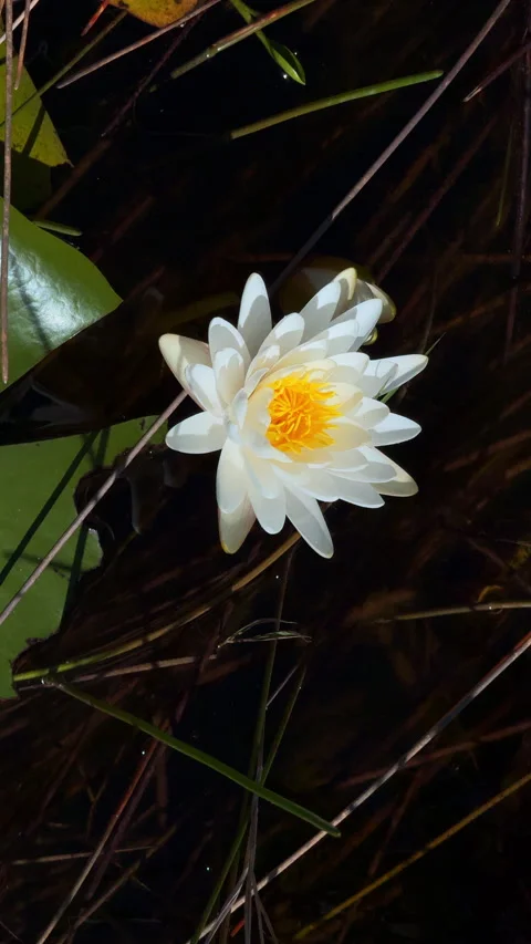 WHITE WATERLILY Video stock 280801333