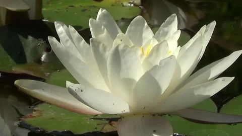 White waterlily Stock Footage 318542672