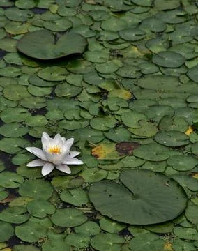 White waterlily on green leaves. Stock Photos