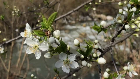 White wax cherry tree flowers in bloom, blowing warm spring wind &amp; river flowing Vidéo 106020175