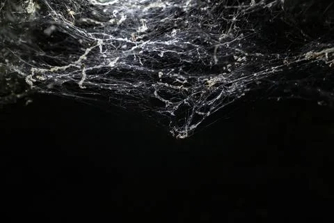 White web on black background. Concept of Halloween and trap. Stock-Fotos