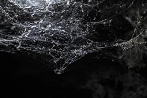 White web on black background. Concept of dangers and trap. Stock Photos
