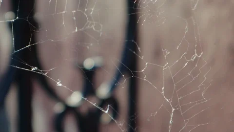 White web stretched among the bars of the old metal fence, in the courtyard of 動画素材 95602027