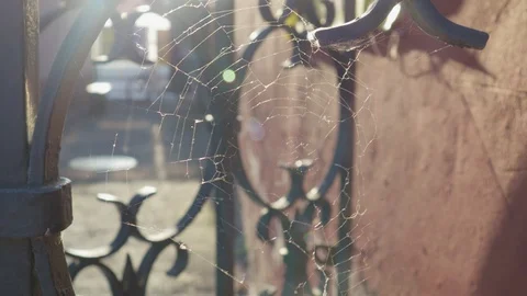 White web stretched among the bars of the old metal fence, in the courtyard of 스톡 동영상 95602922