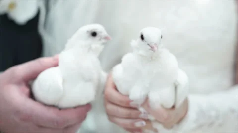 White wedding doves Video stock 60122008