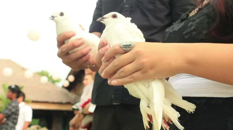 White Wedding Doves in Hand Stock Footage 51559993