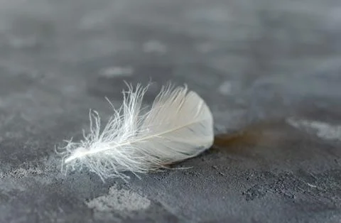 White weightless  feather on grey concrete background. Selective forcus. Spac Stock Photos