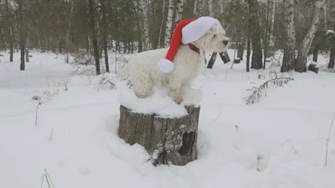 White west terrier dog in red santa claus in winter forest Stock Footage 337355209