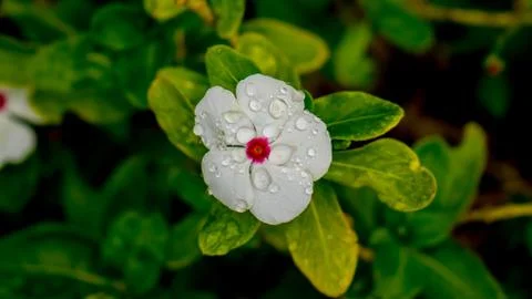 White wet Flowers Stock Photos