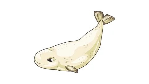 White whale icon animation Stock Footage 152555797