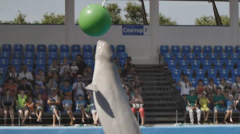 White Whale Jump Out Pool 2 Stock Footage 52387593