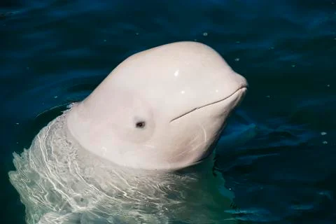 White whale Stock Photos