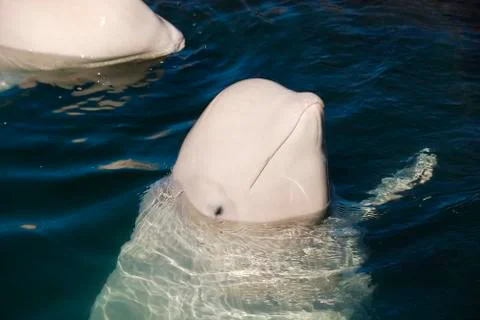 White whale Stock Photos