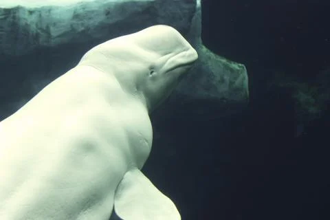 White Whale Photos