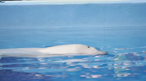 White Whale In Pool 1 Stock Footage 52387509