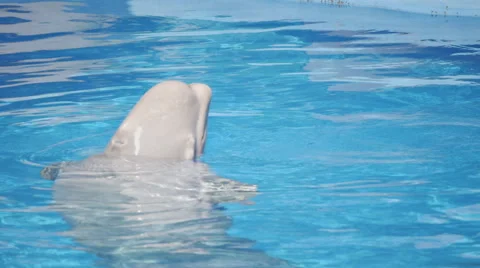 White Whale In Pool 2 Stock Footage 52387419