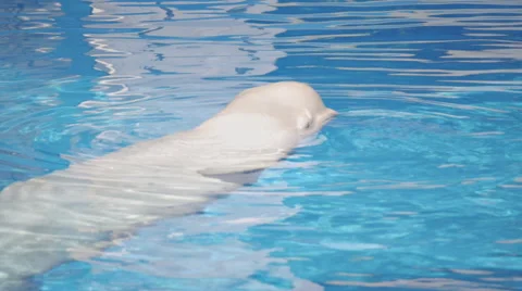 White Whale In Pool 3 Stock Footage 52387463