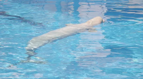 White Whale In Pool 4 Stock Footage 52387546
