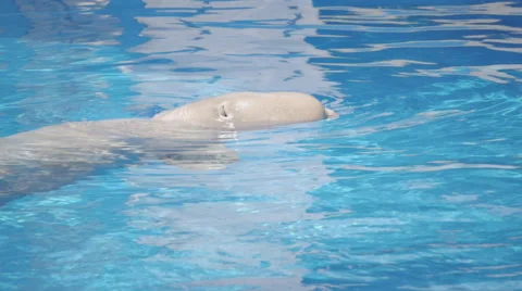 White Whale In Pool 5 Stockbeeldmateriaal 52387505