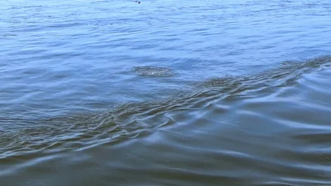 The white whale in the sea Stock Footage 100248148