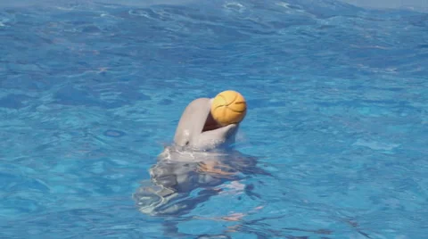 White Whale Spinning Playing With Ball In Pool Stock Footage 52387635