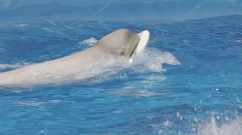 White Whale Surfing in Pool Stock Footage 52387590