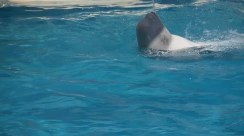 White whale swims on its back Stock Footage 64633031