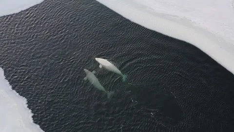 White whales float to the surface of the sea among ice floes. Whale breath Video stock 169025403