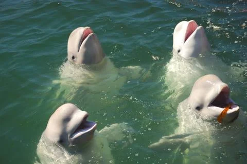 White whales Stock Photos