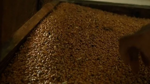 White Wheat Grains Sifting Machine Mill Farming 動画素材 81446937