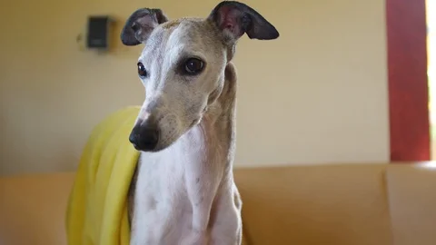 White whippet nervously looking around with a yellow blanket on his back Stock Footage 112282009