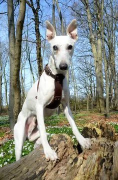 White whippet stands with elevated forepart, in a forest in early spring. Stock Photos