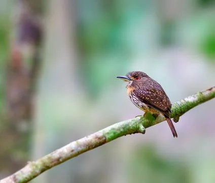 White whiskered puffbird in the thick forest undergrowth Stock Photos