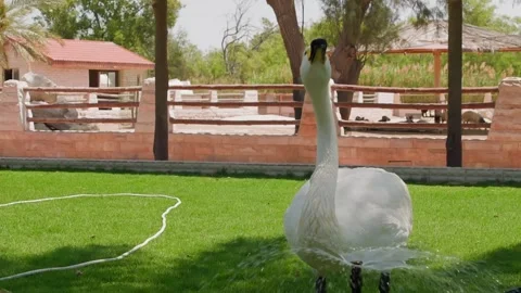 White whooper swan drinking water from garden fountain at ranch Stock Footage 345700823