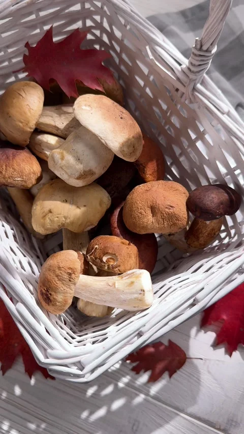 White wicker basket full of boletus mushrooms Stock-Footage 346543420