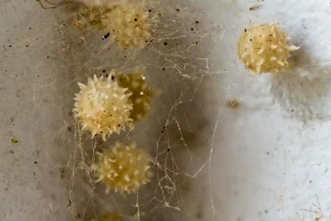 White Widow with spider eggs Stock Photos