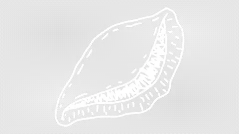 White wiggly hand drawn seashell icons on alpha 4 Stock Footage 306102274