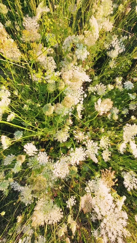 White wild carrot flowers bloom in a green summer meadow. 스톡 동영상 343679544