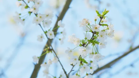 White Wild Cherry Blossom. White Springtime Flowers. Bird Cherry Is A Species Of Stock Footage 259565528