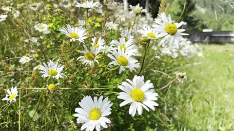 White wild daisy flower blooming in meadow 库存影片 340238167