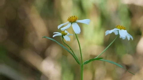 White Wild Daisy shaking with wind Stock Footage 82120699