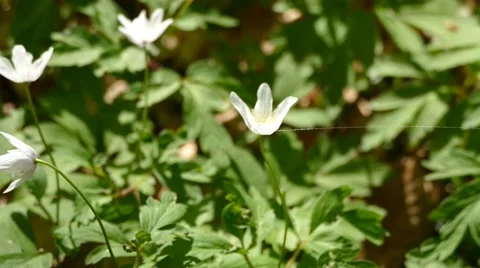 White Wild FLower With a Thread Of Spider Web On It Stock Footage 50148698