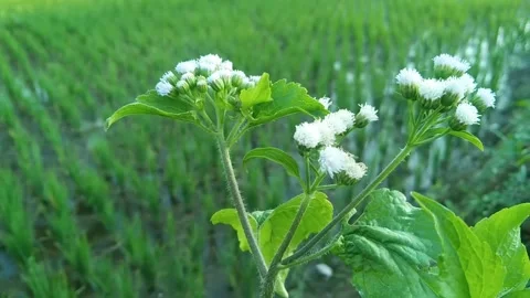 White wild flowers blooming in small clusters against lush green rice field Stock Footage 340454613