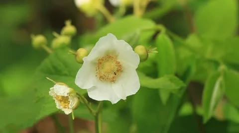 White wild flowers with bug crawling in one Stock Footage 11268380