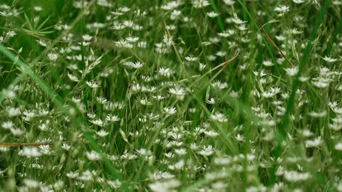 White Wild Flowers. Close Up View Stock Footage 156896035