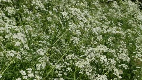 White wild flowers Conium Stock Footage 110306494