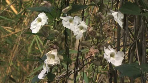 White Wild Flowers 스톡 동영상 19269199